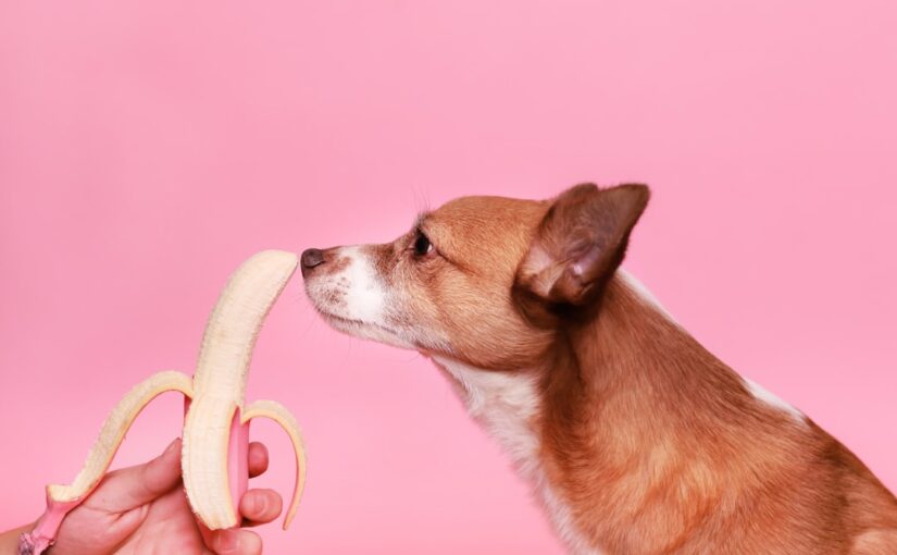 Den Ultimative Guide til Valg af Hundefoder