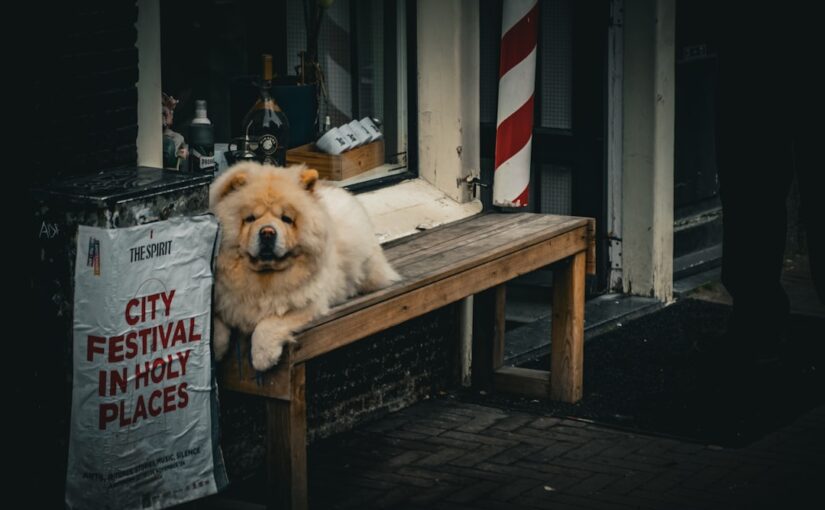 Find den Perfekte Hundebørnehave til din Elskede Hund
